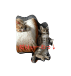 にゃんずのまいにち（個別スタンプ：6）