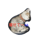 にゃんずのまいにち（個別スタンプ：8）