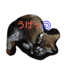 にゃんずのまいにち（個別スタンプ：9）