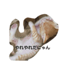 にゃんずのまいにち（個別スタンプ：10）