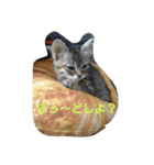 にゃんずのまいにち（個別スタンプ：11）