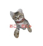 にゃんずのまいにち（個別スタンプ：12）