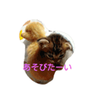 にゃんずのまいにち（個別スタンプ：13）