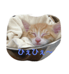 にゃんずのまいにち（個別スタンプ：14）
