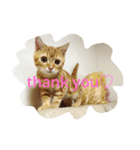 princecat（個別スタンプ：1）