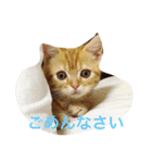 princecat（個別スタンプ：3）