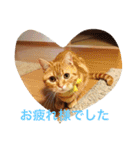 princecat（個別スタンプ：5）