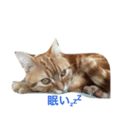 princecat（個別スタンプ：6）