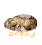princecat（個別スタンプ：8）