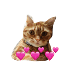 princecat（個別スタンプ：9）