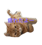 princecat（個別スタンプ：10）