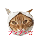 princecat（個別スタンプ：11）