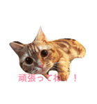 princecat（個別スタンプ：13）