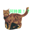 princecat（個別スタンプ：14）