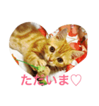 princecat（個別スタンプ：15）