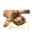 princecat（個別スタンプ：16）