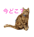 princecat2（個別スタンプ：1）