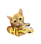 princecat2（個別スタンプ：2）