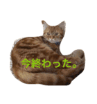 princecat2（個別スタンプ：3）