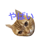 princecat2（個別スタンプ：4）