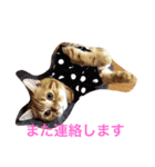 princecat2（個別スタンプ：7）