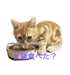 princecat2（個別スタンプ：8）