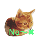 princecat2（個別スタンプ：9）