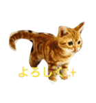 princecat2（個別スタンプ：10）