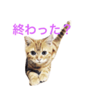 princecat2（個別スタンプ：11）