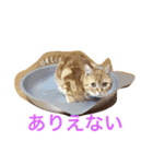 princecat2（個別スタンプ：12）
