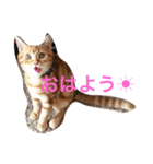 princecat2（個別スタンプ：14）