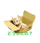 princecat2（個別スタンプ：16）