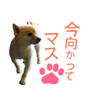 アニマル～スタンプ（個別スタンプ：1）