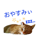 アニマル～スタンプ（個別スタンプ：5）