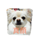 とのちん男前（個別スタンプ：7）