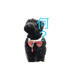 ポメプーチコ ver.2（個別スタンプ：1）