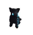 ポメプーチコ ver.2（個別スタンプ：16）