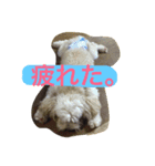 3匹のチワプー1（個別スタンプ：6）