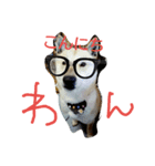 北海道犬Mana-ver.2-（個別スタンプ：1）