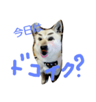 北海道犬Mana-ver.2-（個別スタンプ：2）