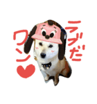 北海道犬Mana-ver.2-（個別スタンプ：3）