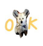 北海道犬Mana-ver.2-（個別スタンプ：4）