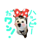 北海道犬Mana-ver.2-（個別スタンプ：5）
