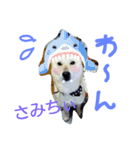 北海道犬Mana-ver.2-（個別スタンプ：6）