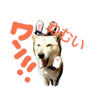 北海道犬Mana-ver.2-（個別スタンプ：7）
