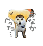 北海道犬Mana-ver.2-（個別スタンプ：9）