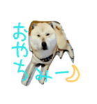 北海道犬Mana-ver.2-（個別スタンプ：10）