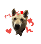 北海道犬Mana-ver.2-（個別スタンプ：14）