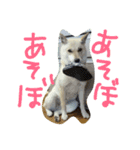 北海道犬Mana-ver.2-（個別スタンプ：16）