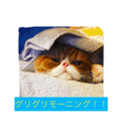 ぐりぐりお5（個別スタンプ：3）